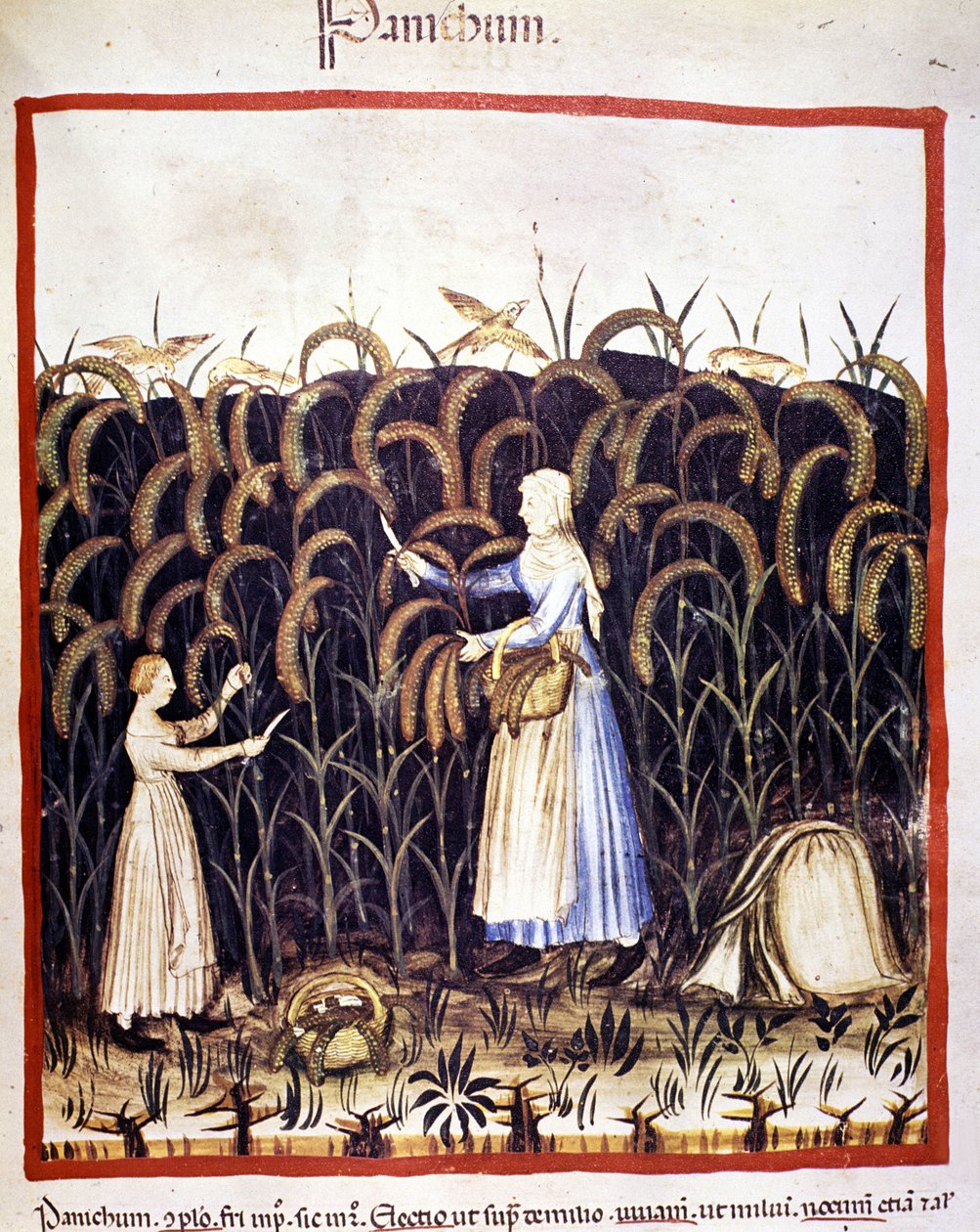Lantbruk. Recolle panik (flingor). Belysning från mjölkning av medicin och diet "" Tacuinum sanitatis"" av Unknown artist