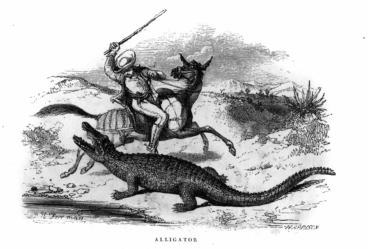 Alligator i Sydamerika i mitten av 1800-talet. av Unknown artist