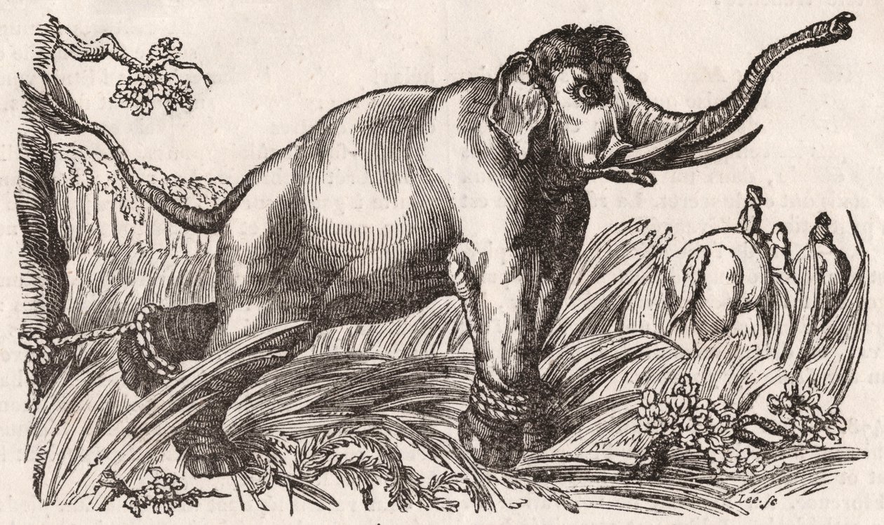 En elefant fångad i Savannan, Afrika av Unknown