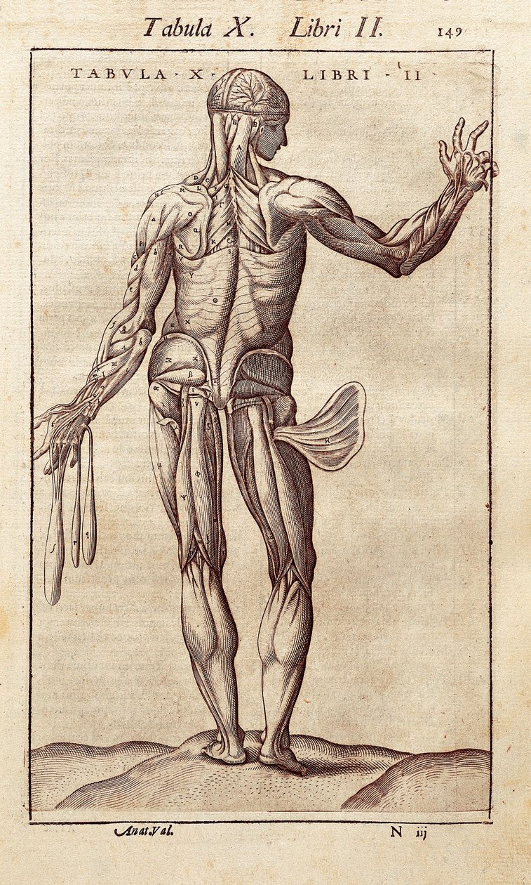 Anatomisk tavla som föreställer en man på baksidan. Gravyr i "" Anatomia Corporis Humani "" av Juan Valverde De Amusco (1525-1588). Barcelona. Biblioteca de Catalunya (Kataloniens nationalbibliotek, Barcelona). av Unknown artist