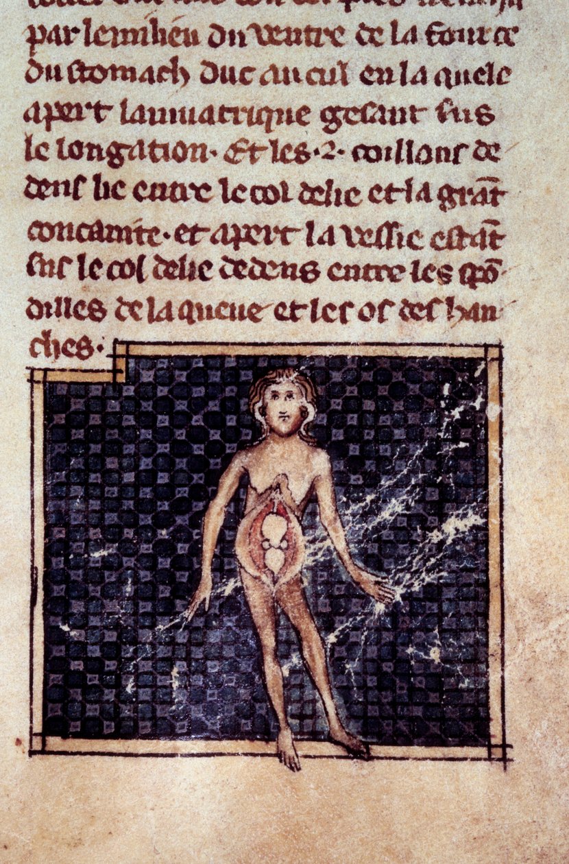 Anatomiska figurer: manliga och kvinnliga peeling, öppen mage, visar njurar, urinblåsa, könsorgan: detalj av kvinnan. Miniatyr från manuskriptet "" Surgery" (Folio 29) skriven av Henri de Mondeville (kirurg hos Philippe Le Bel professor i anatomi) av Unknown artist