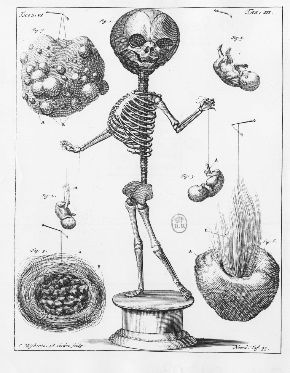 Anatomisk platta som föreställer ett skelett, av Frederik Ruysch (1638-1731), holländsk anatom. av Unknown artist