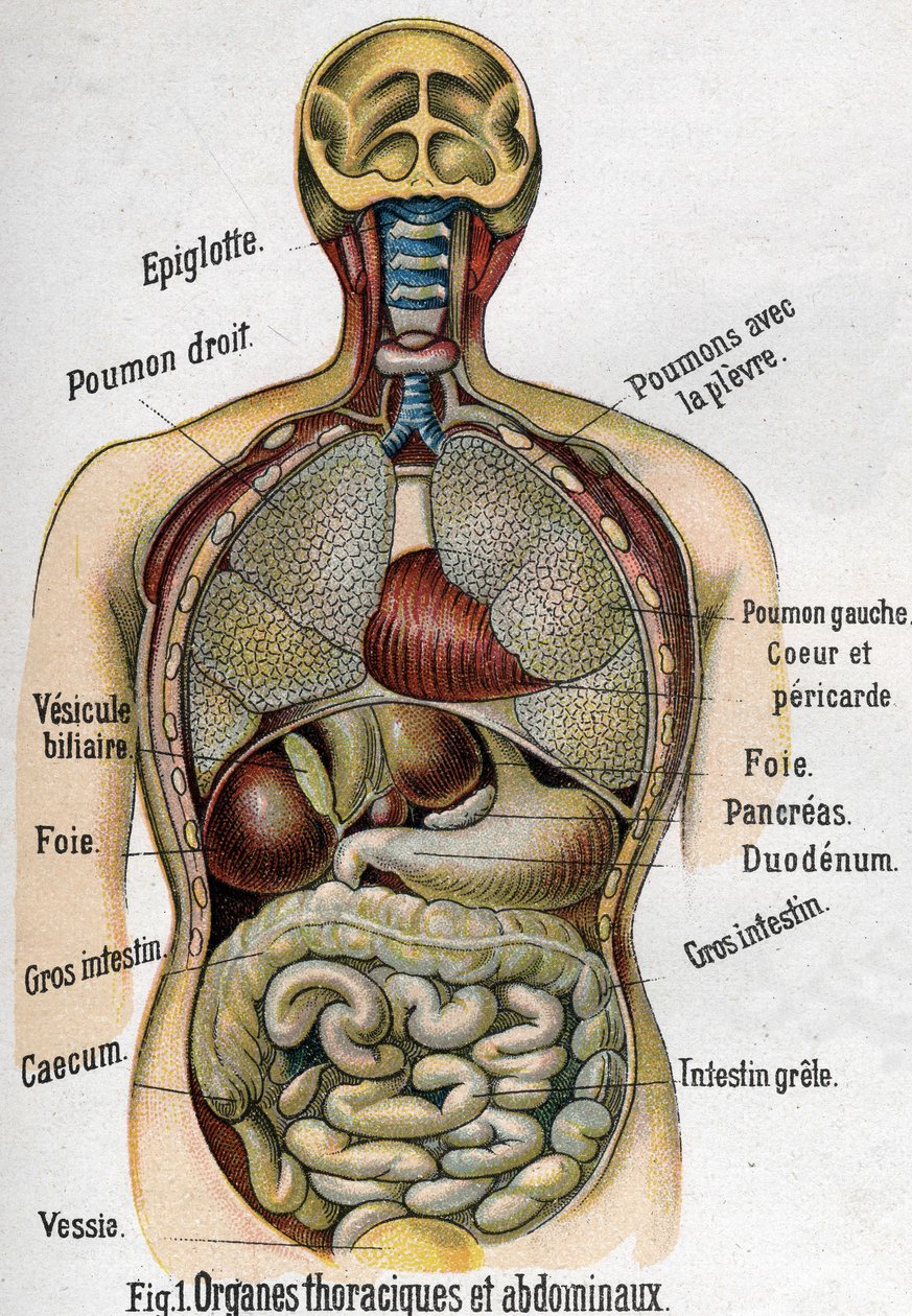Anatomi: Bröst och bukorgan. (Tarm, lever, pankreas, lunga etc.) i Den nya naturliga medicinen av F.E. Bilz.1898. av Unknown artist