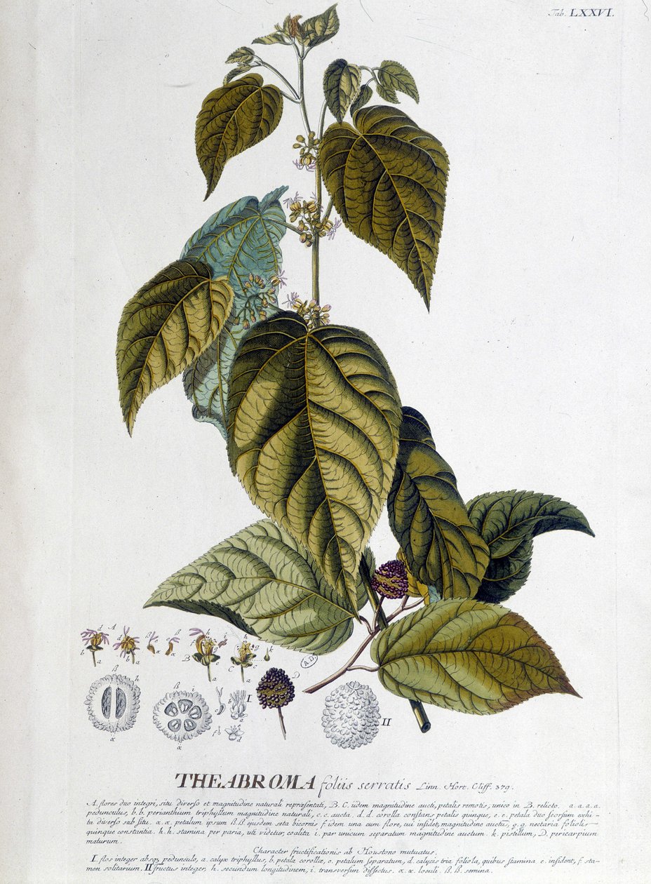 Arbroma teväxt - botanisk bräda av Unknown artist