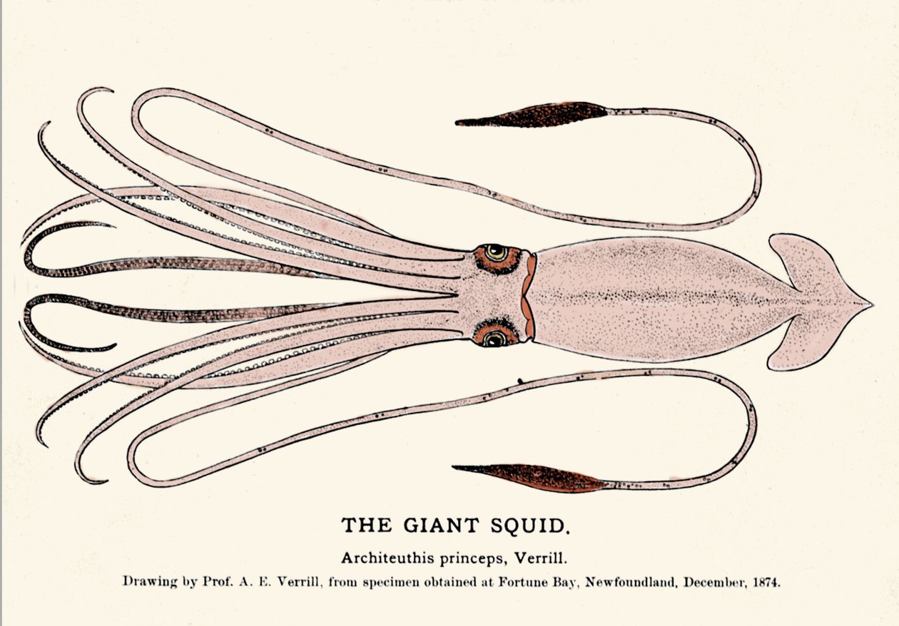 Architeuthis princeps, den jättelika bläckfisken misslyckades på stranden i Fortune Bay (Newfoundland) i december 1874 och beskrevs först av professor A.E. Verrill. Era gravyr. av Unknown artist