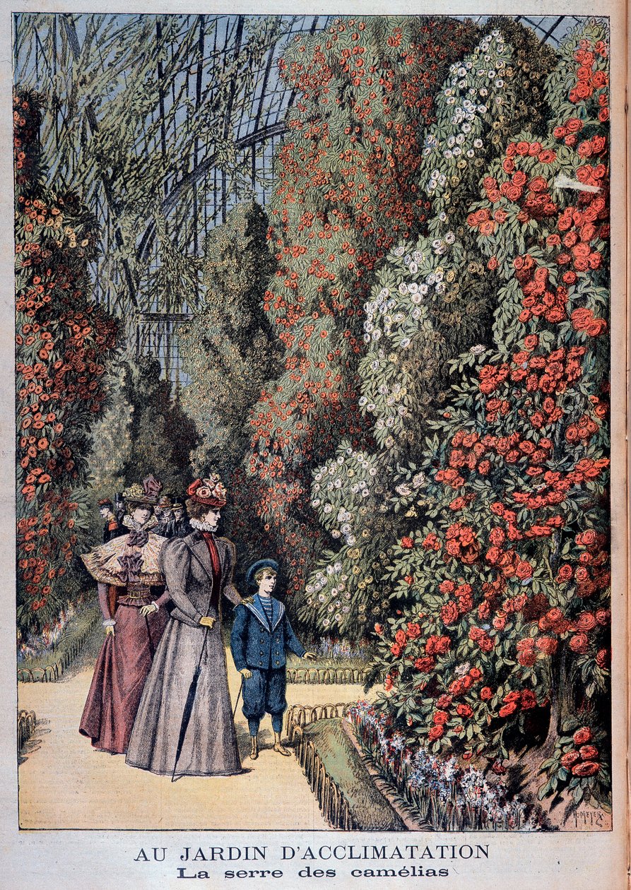 I acklimatiseringsträdgården: kameliaväxthuset - i "" Le Petite Journal"" av Unknown artist