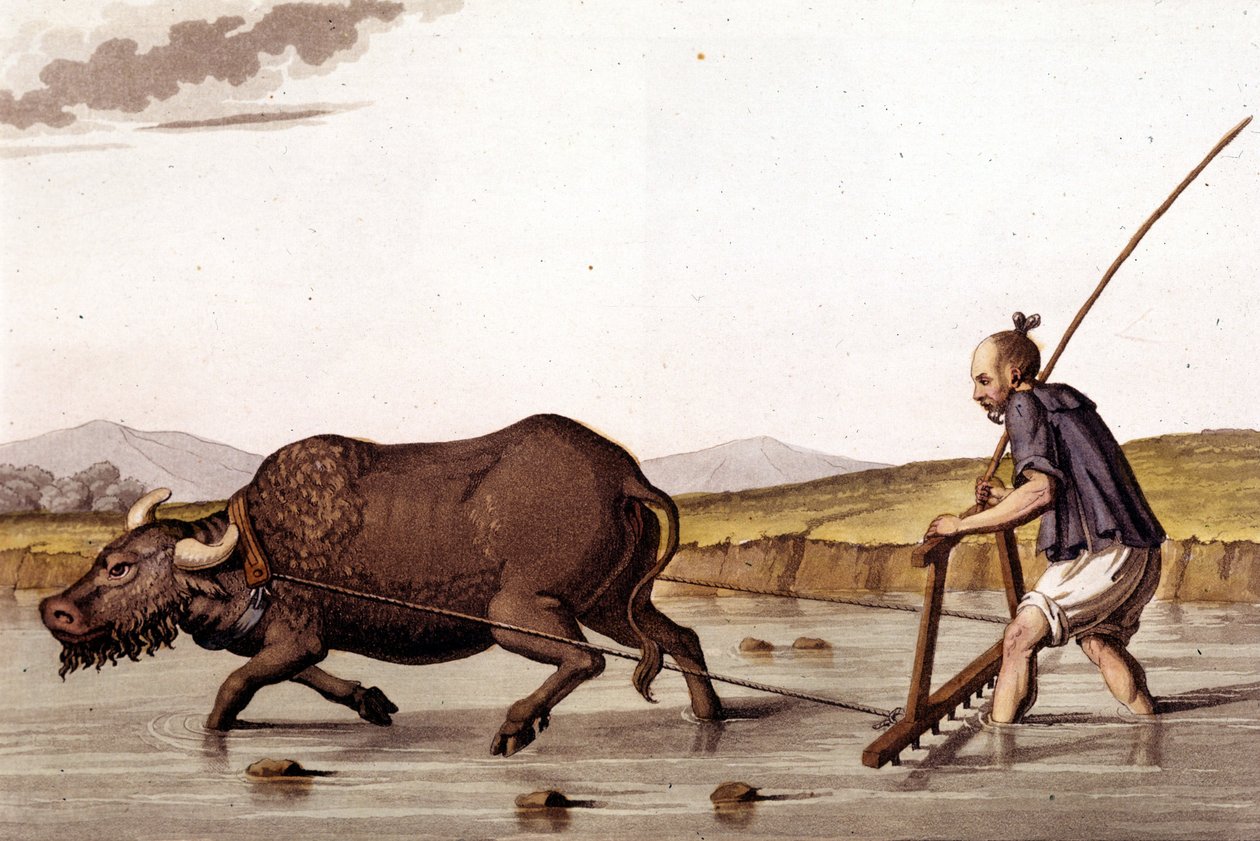 Bort från att sörja risfälten med en oxe - i forntida och modern kostym av J. Ferrario, red. Milano av Unknown artist