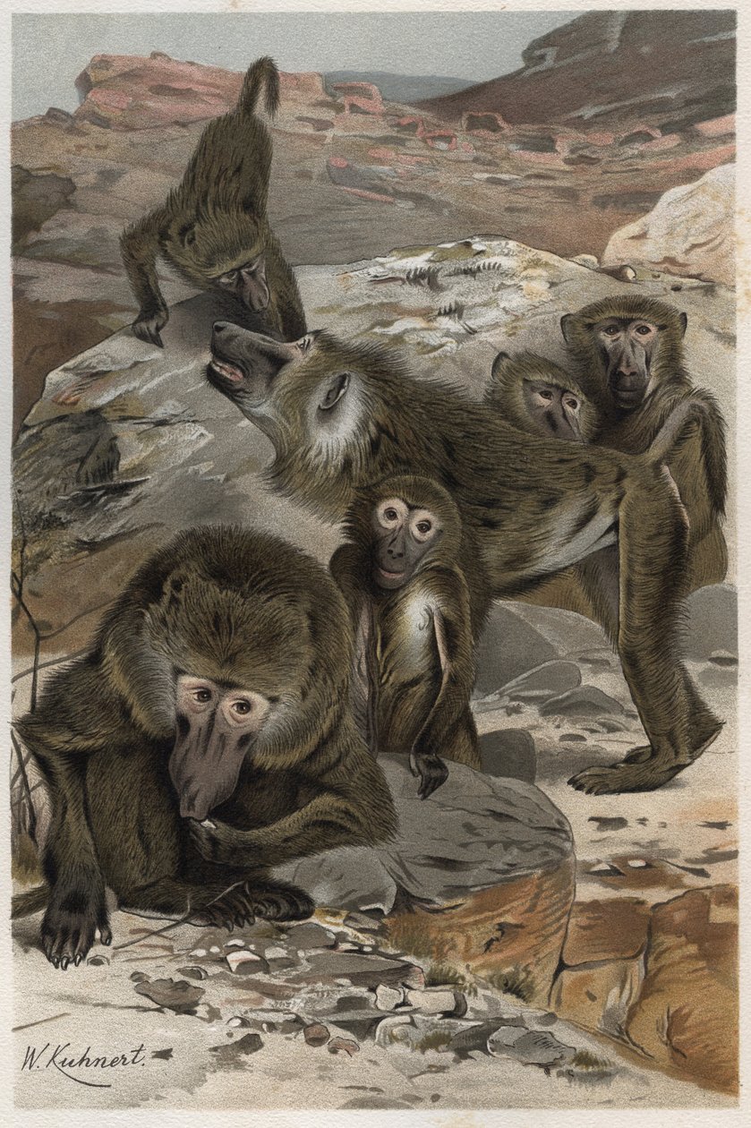 Babian - Babianer (Cercopithecinae) - gravyr från "" Brehms Djurliv"" av Alfred Edmund Brehm (1829-1884) av Unknown artist
