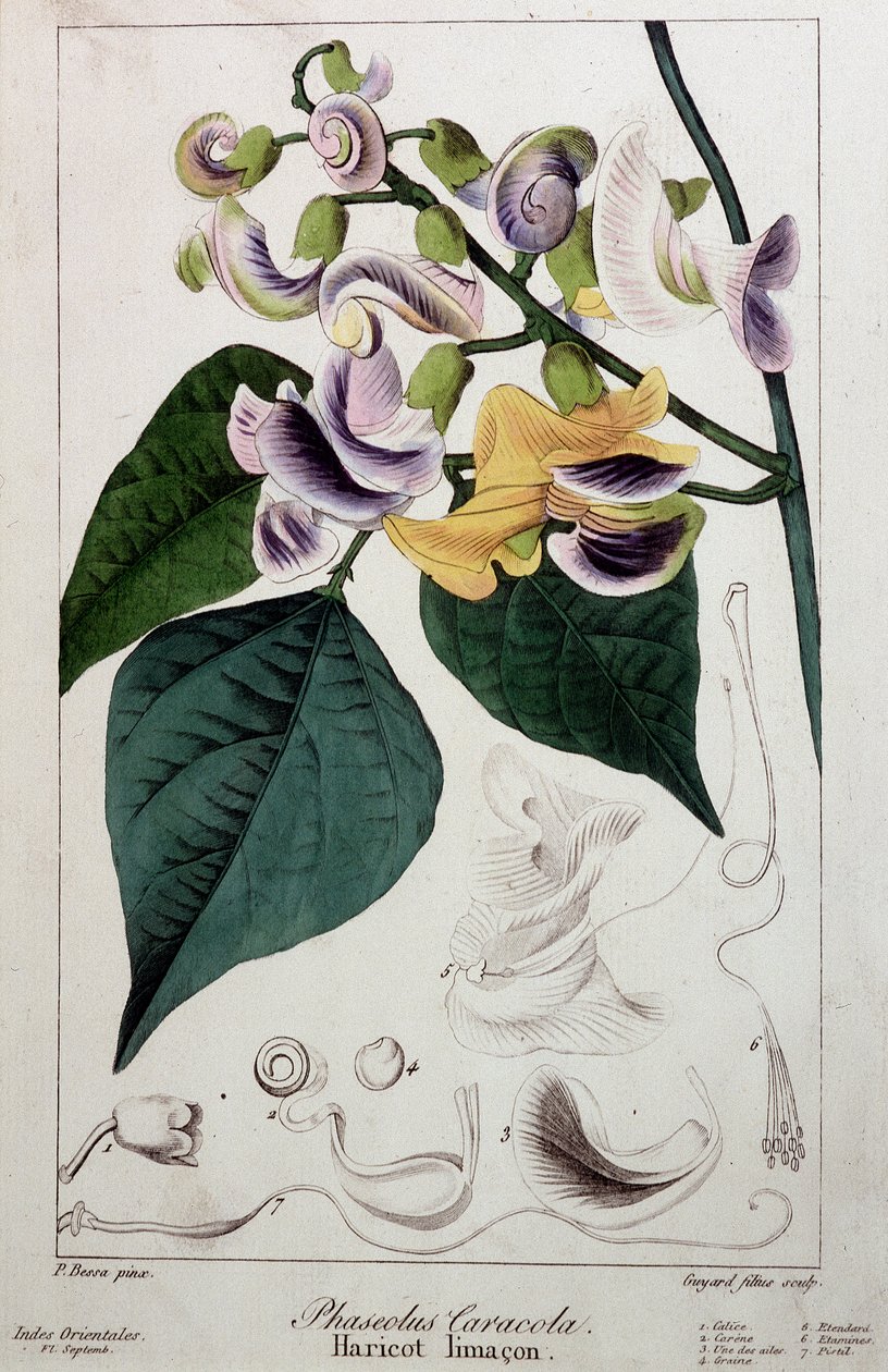 Bönsnigel (phaseolus caracola), botanisk bräda av Unknown artist