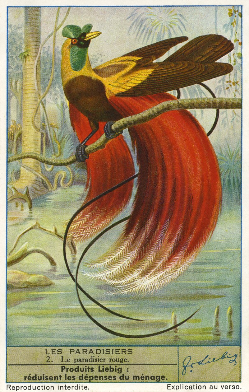 Paradisfågel av Unknown artist