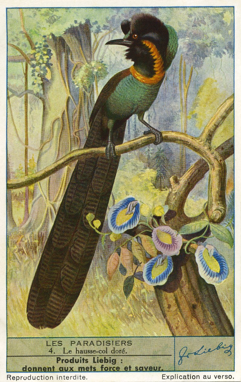 Paradisfågel av Unknown artist
