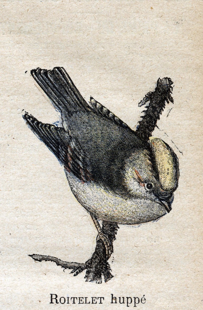 Fåglar användbara för jordbruk: Rupped Roitelet av Unknown artist