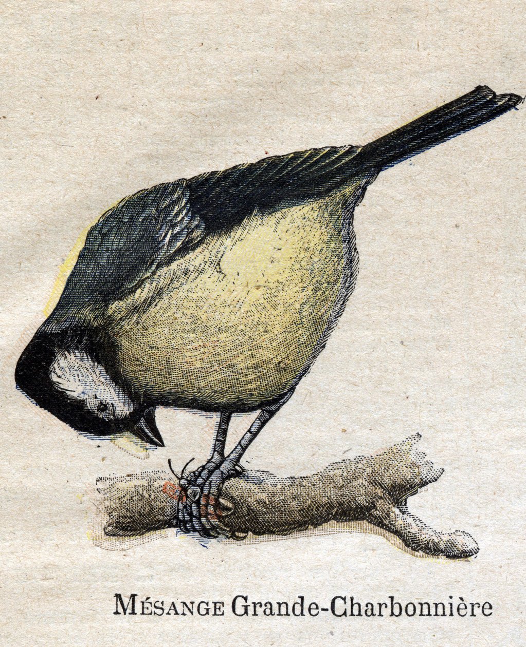 Fåglar användbara för jordbruk: Big Chickadee - Kol av Unknown artist