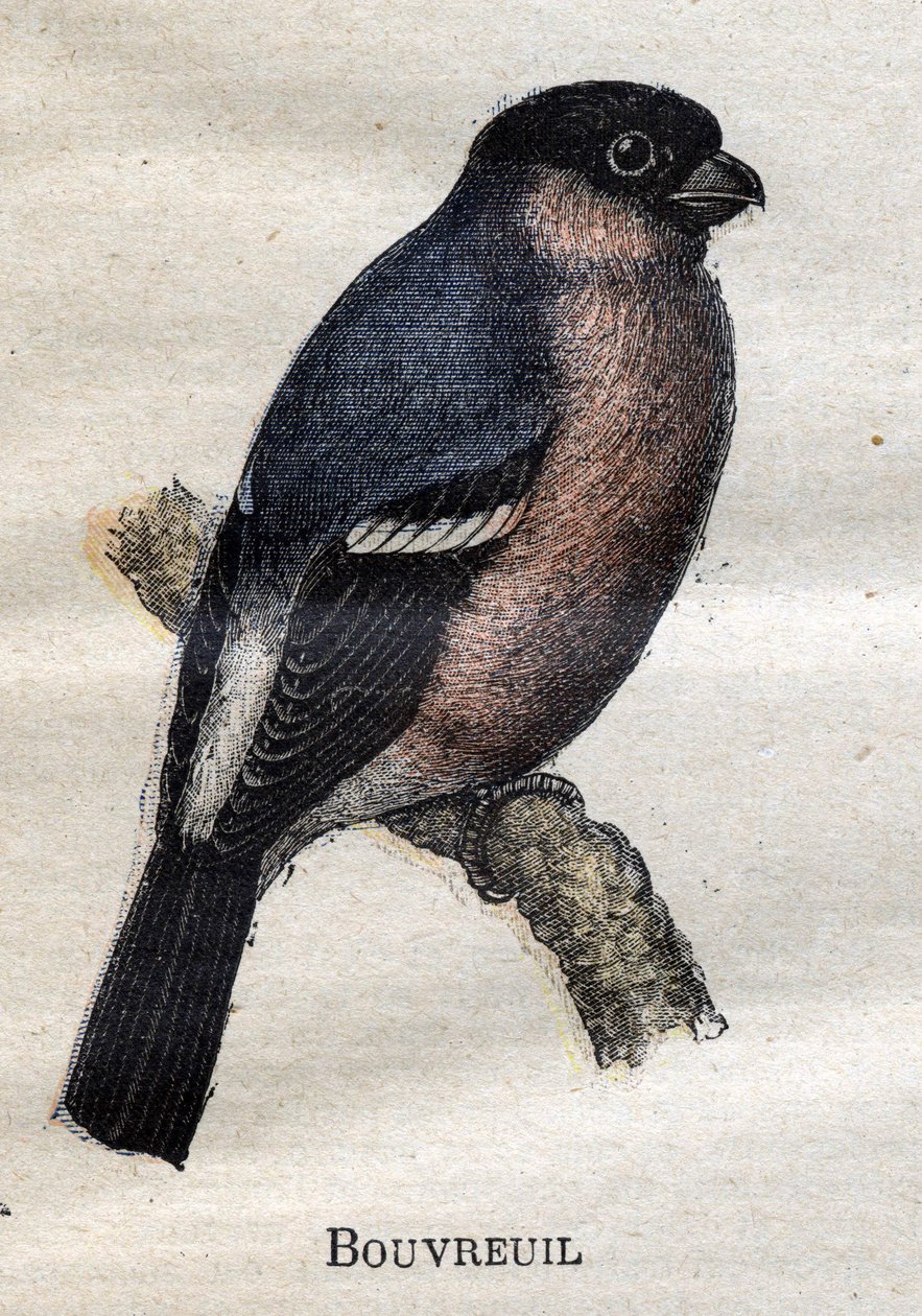 Fåglar användbara för jordbruk: Bouvreuil av Unknown artist
