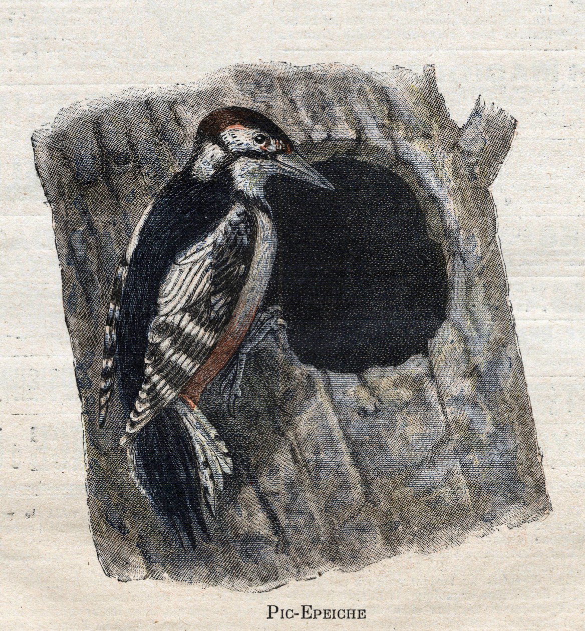 Fåglar användbara för jordbruk: Hackspett av Unknown artist