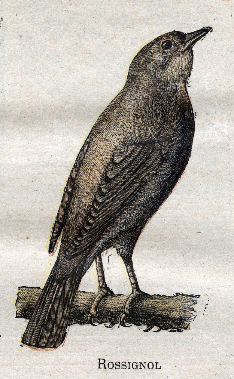Fåglar användbara för jordbruk: Näktergal av Unknown artist