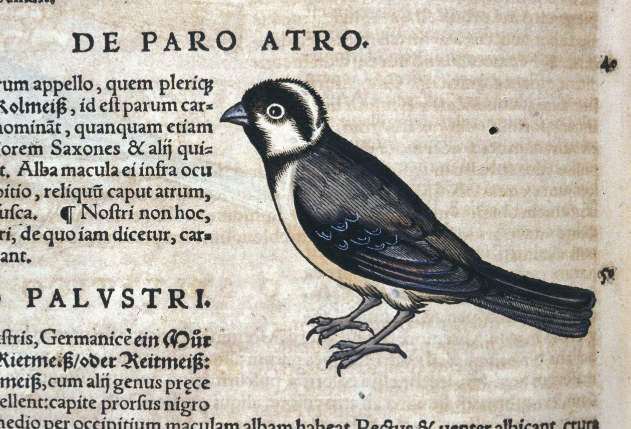 Svart fågel i Historia Animalium av Conrad Gesner (1516 - 1565), Tiguri av Unknown artist