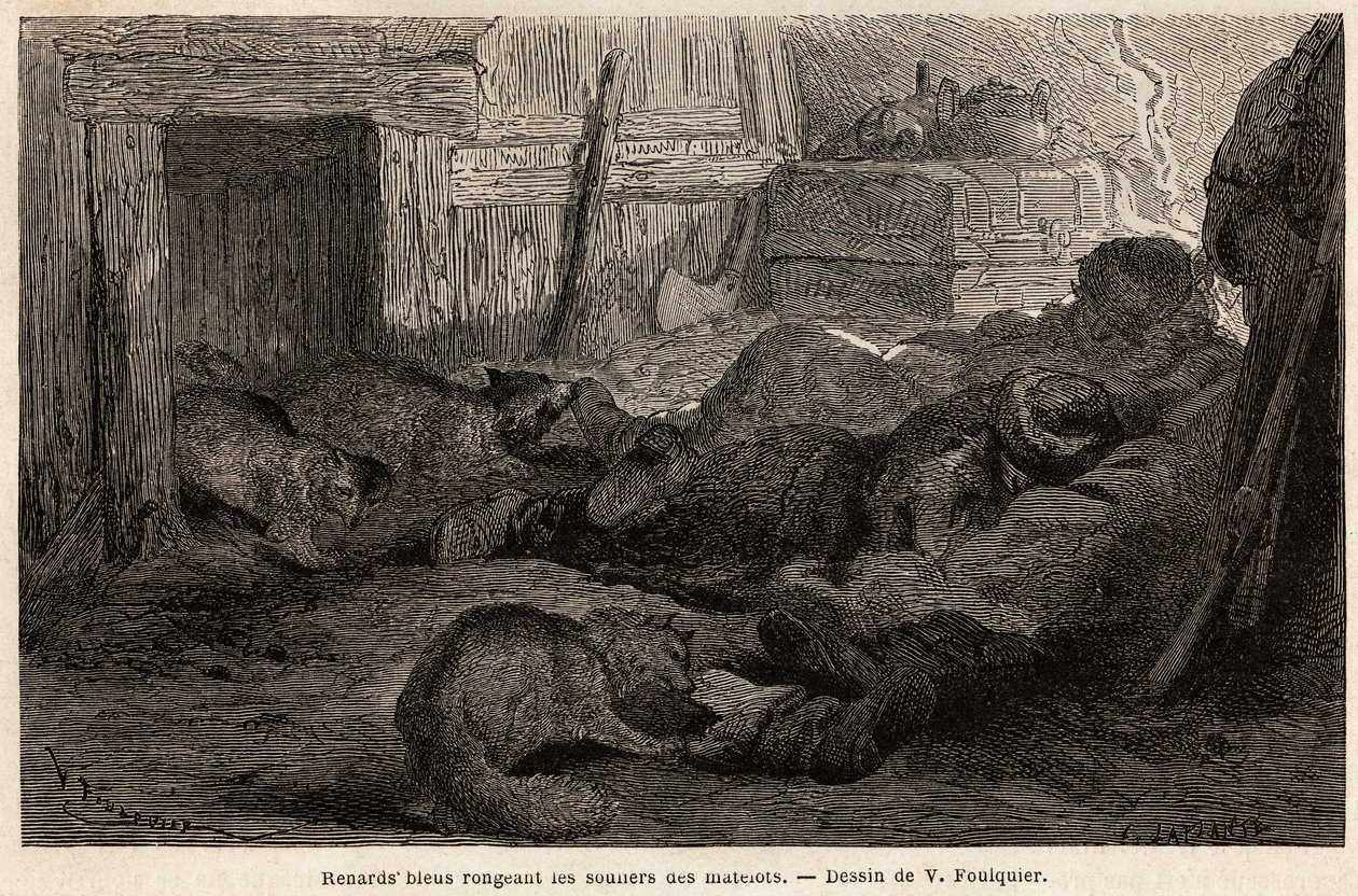 Blårävar som gnager skorna på sjömän som sover i observationsstationens tillflyktsort, teckning av V.Foulquier, för att illustrera Spitzberg av Unknown artist