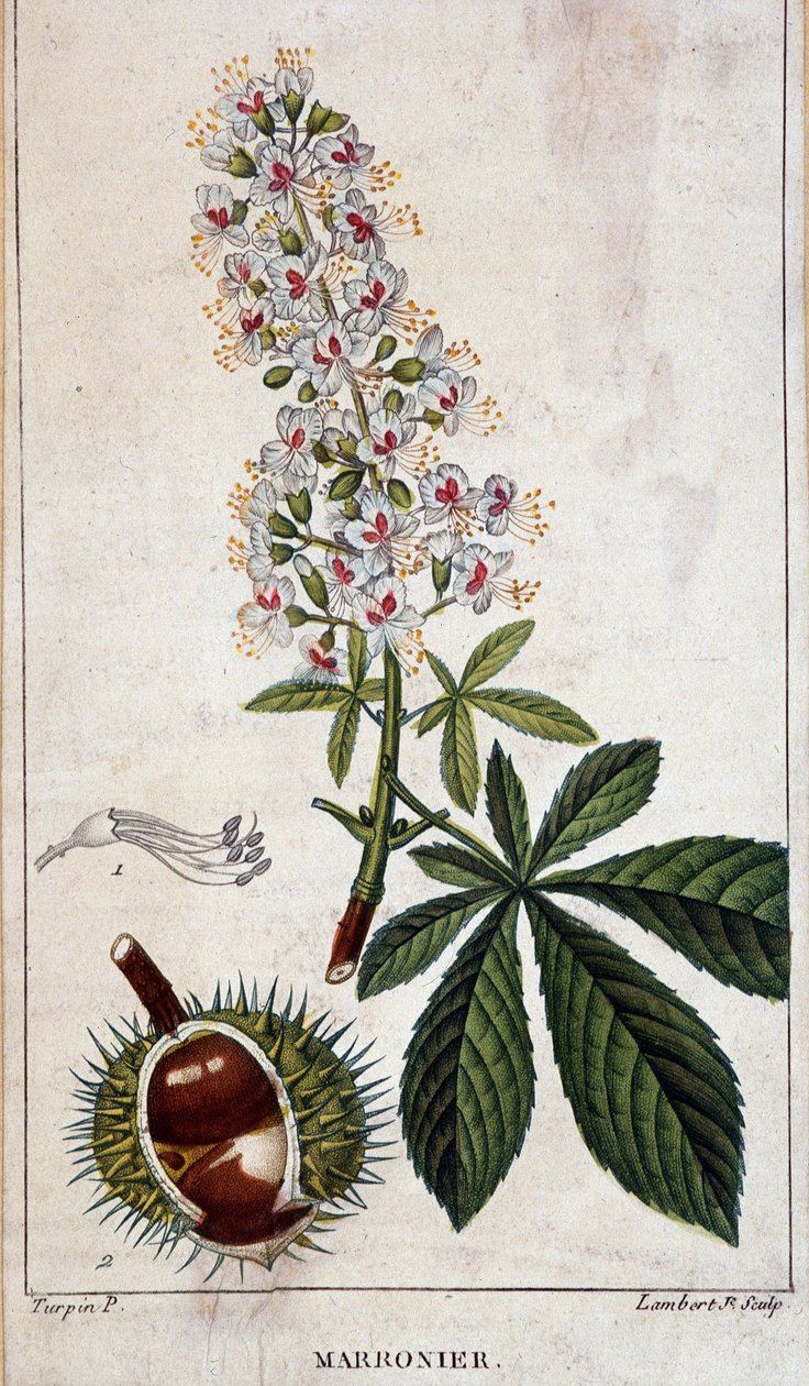 Botanisk tavla - Blommor, löv och frukt av kastanjeträd av Unknown artist