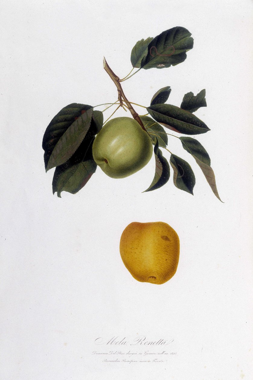 Botanisk tavla: Äppelreinette (Mela Renetta). av Unknown artist