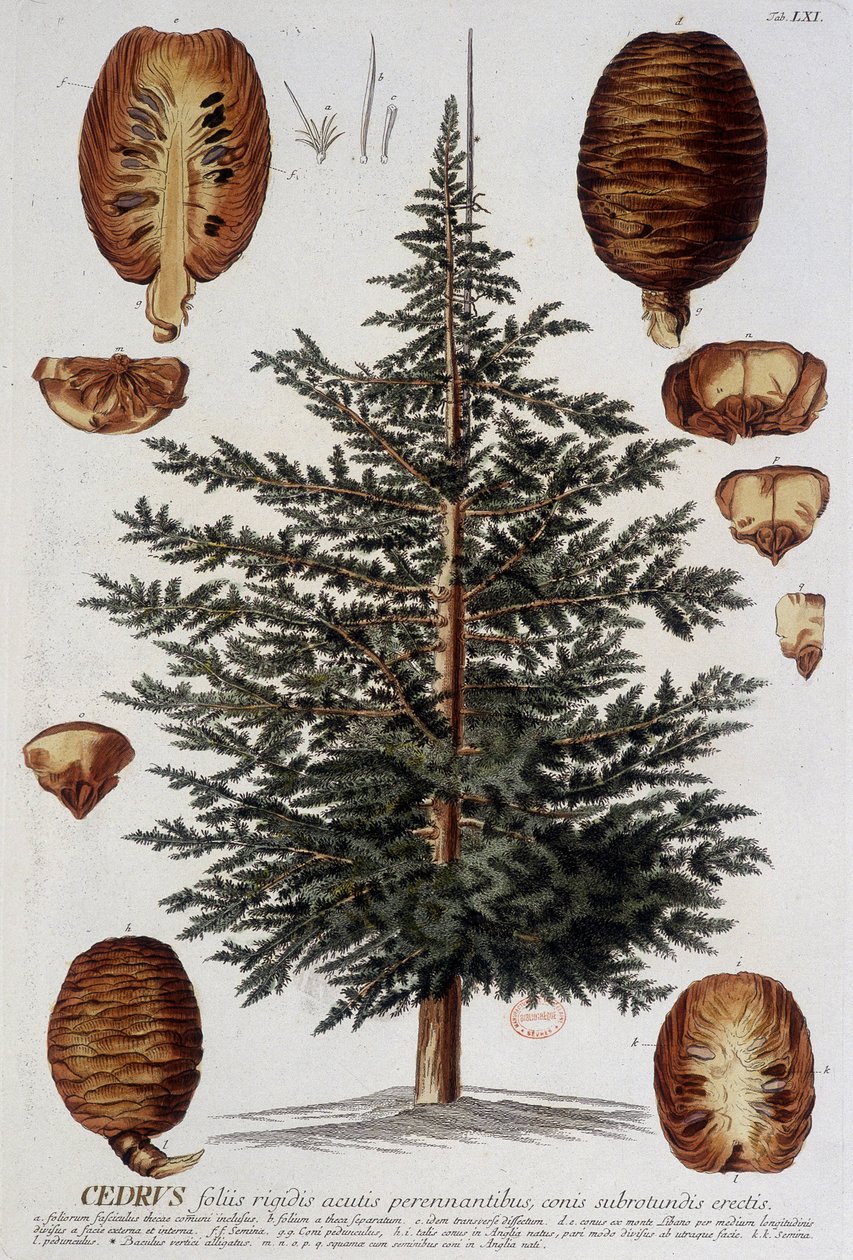 Botanisk tavla: Cedar. n.d. 1800-talet. av Unknown artist