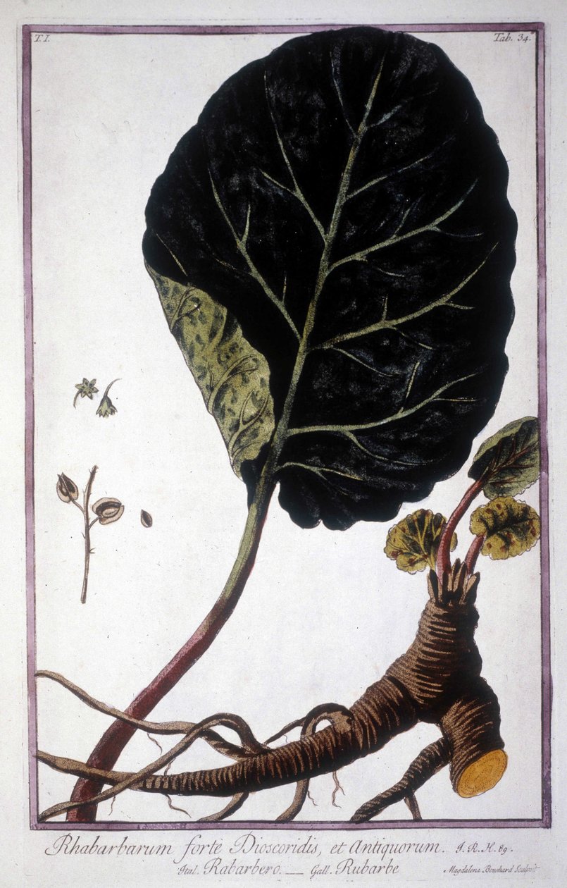 Botanisk tavla: Blad och rötter av rabarber. 1800-tals herbarium. av Unknown artist