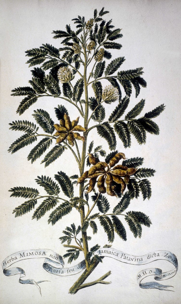 Botanisk tavla: Mimosa. 1800-tals herbarium. av Unknown artist