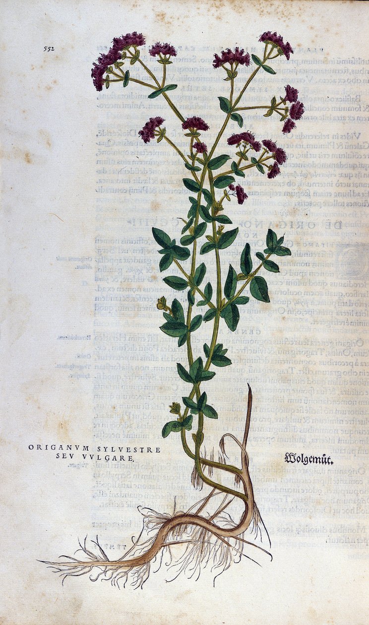 Botanisk tavla: Oregano (silvestre origanum sev. vulgare). Herbarium of Lheonard Fuchs, "History of Race", Bale av Unknown artist