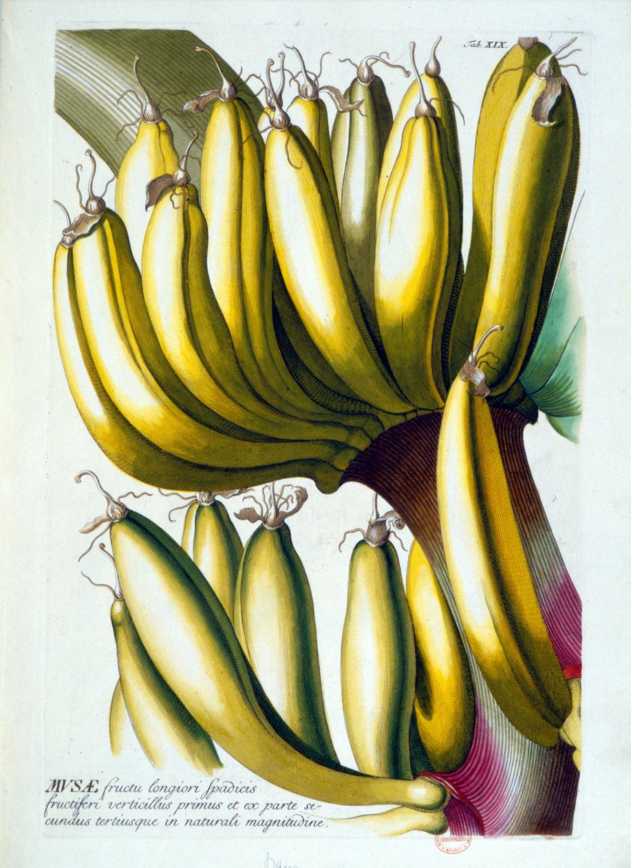 Botanisk styrelse: en diet av bananer. n.d. 1800-talet. av Unknown artist