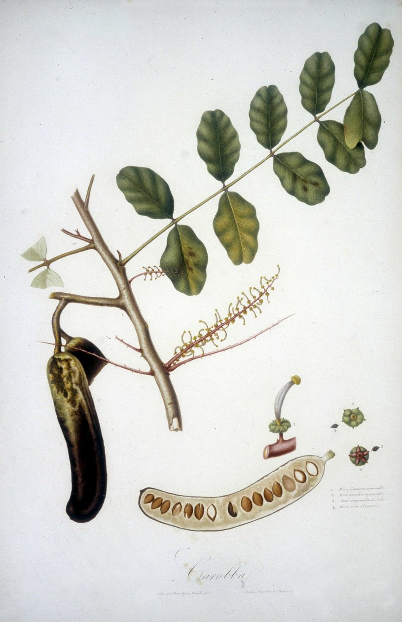 Botanisk tavla: johannesbrödgren (Carobba). av Unknown artist