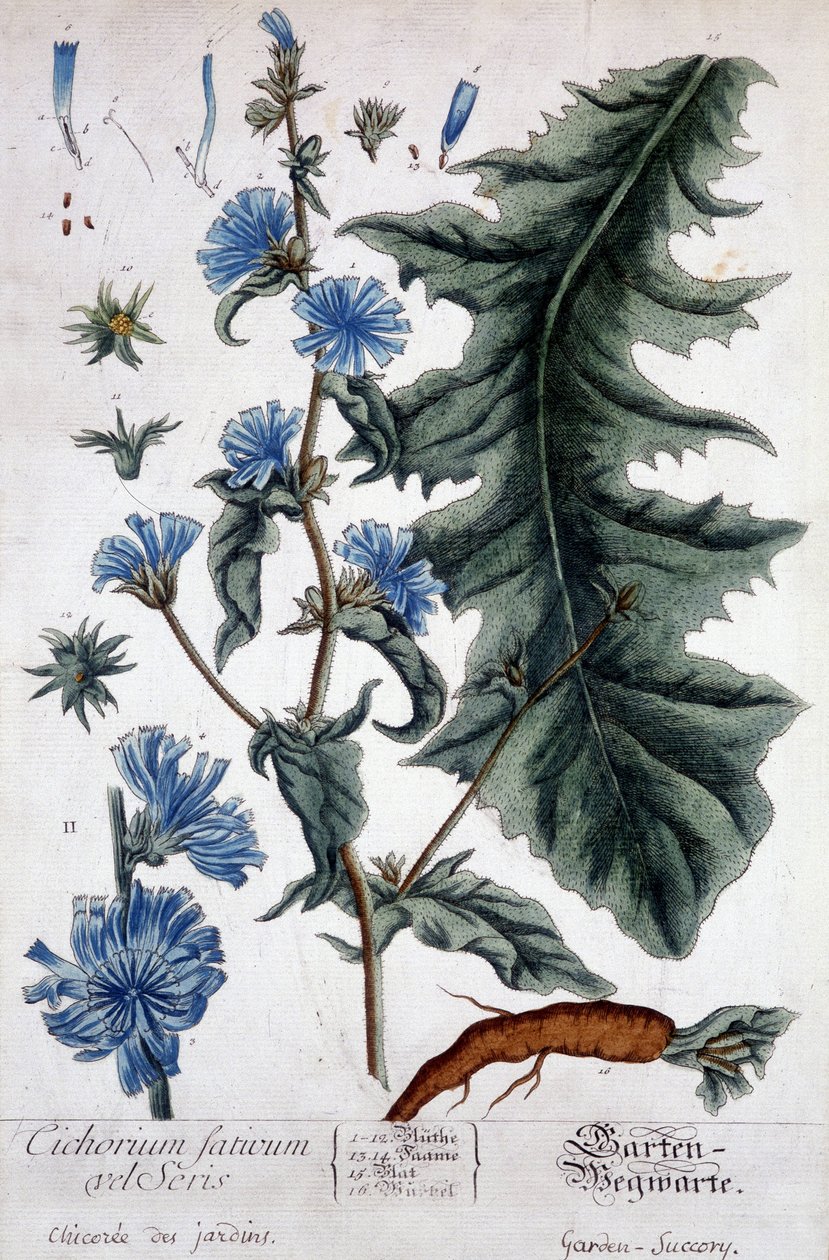 Botanisk tavla: cichorium factivum velseris (trädgårdarnas chicoree). av Unknown artist