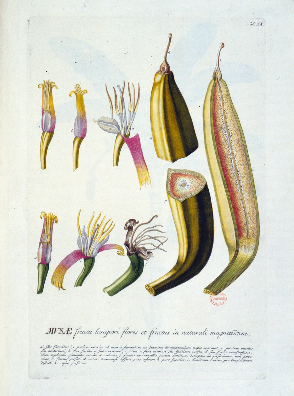 Botanisk tavla: blommor och bananskärning. n.d. 1800-talet. av Unknown artist