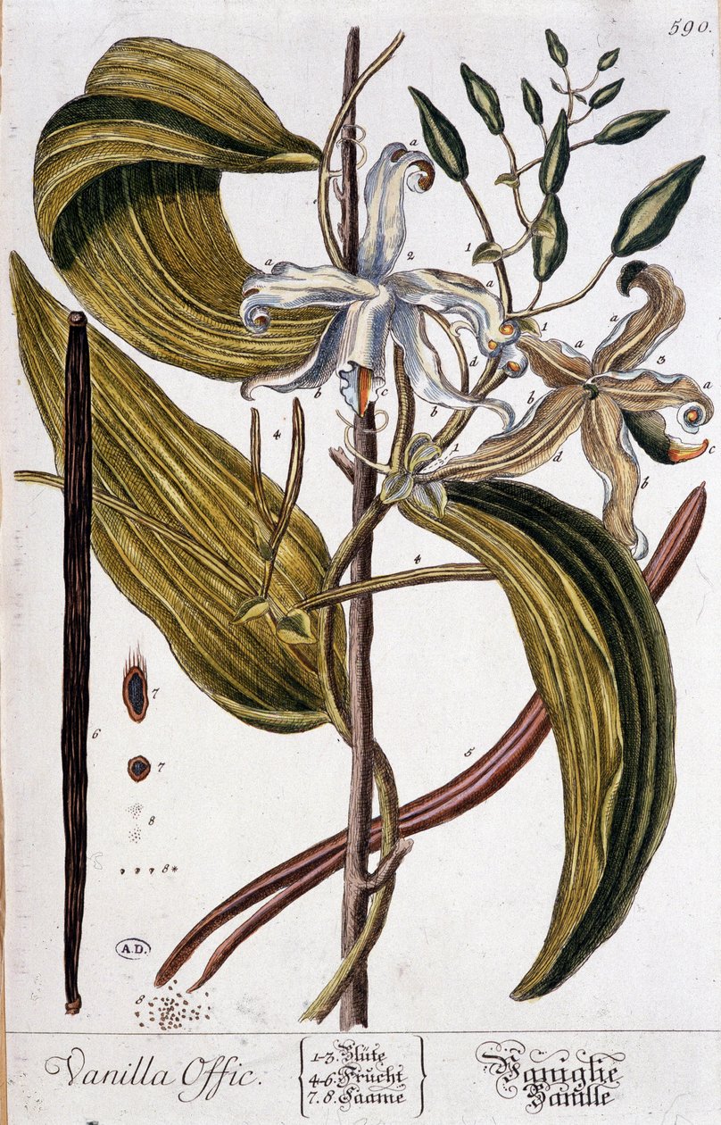 Botanisk tavla av vanilj (vaniljoffic) - 1800-talet av Unknown artist