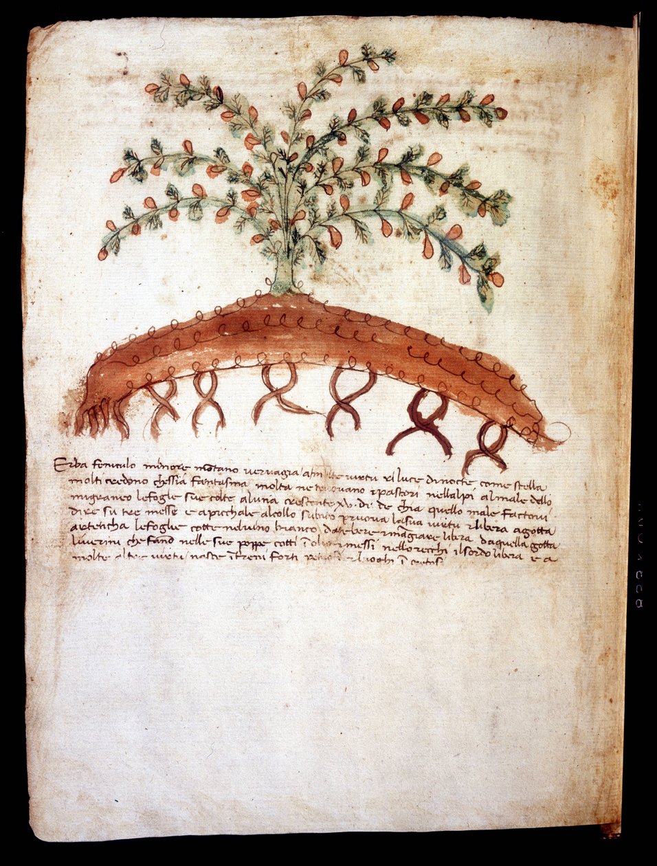 Botanisk tavla som representerar gräset "" feniculo maggiore ". Rimini kommunala bibliotek av Unknown artist