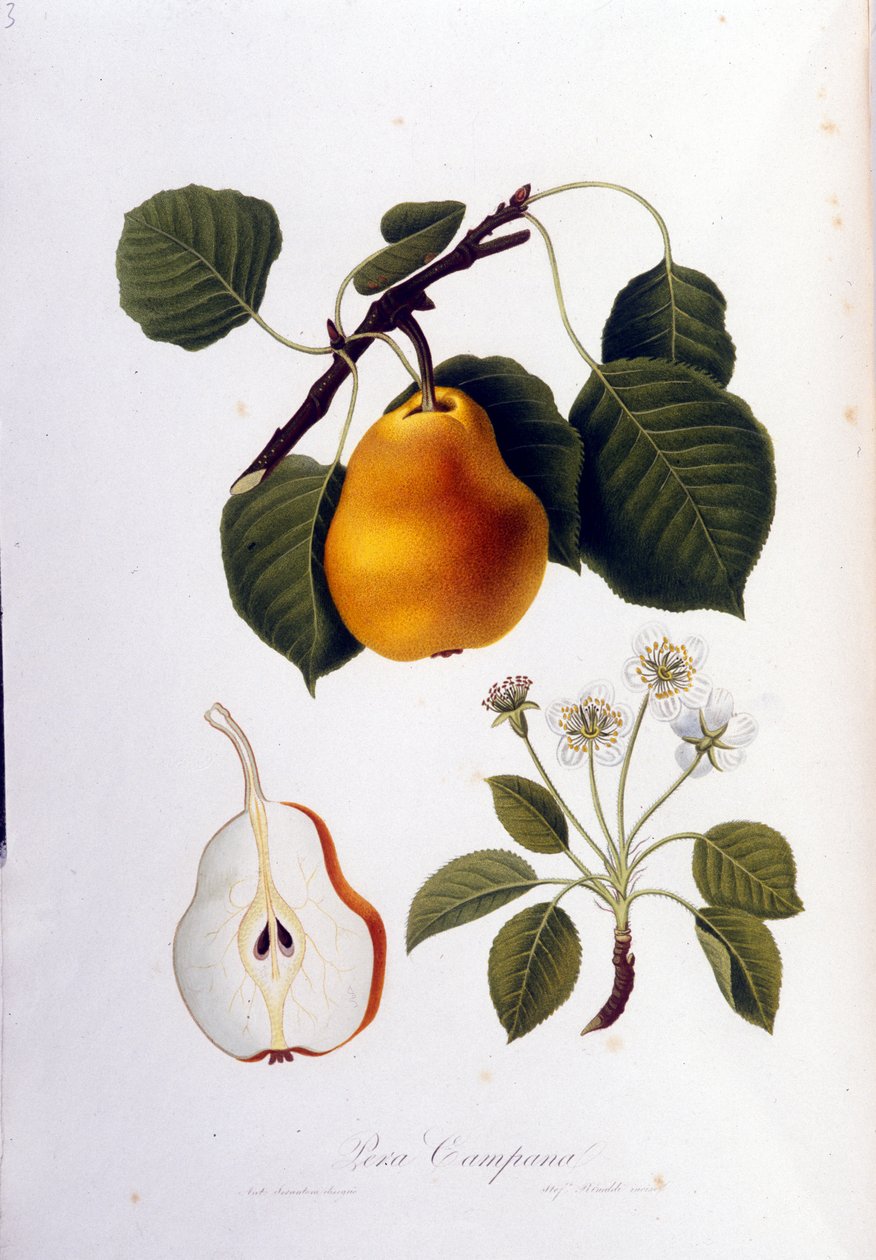 Botanisk styrelse som representerar pera campana. 1820 - 1822. av Unknown artist