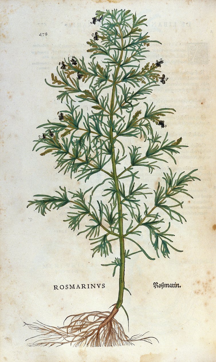 Botanisk tavla: rosmarin (rosmarinus). Herbarium of Lheonard Fuchs, "" Historia Stirpium", Bale av Unknown artist