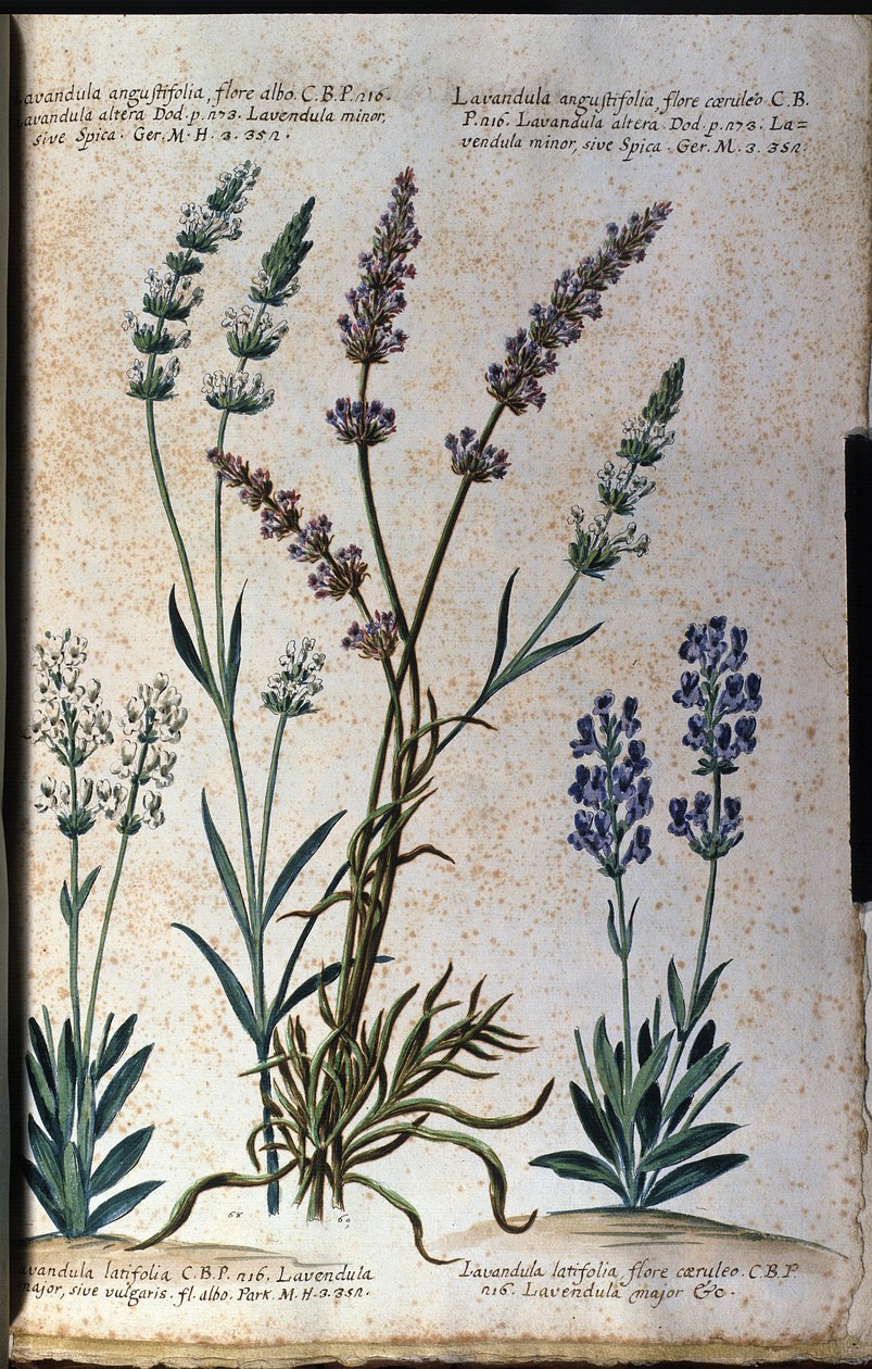 Botanisk tavla: äkta lavendel (Lavandula angustifolia) och aspisk lavendel (Lavandula latifolia). av Unknown artist