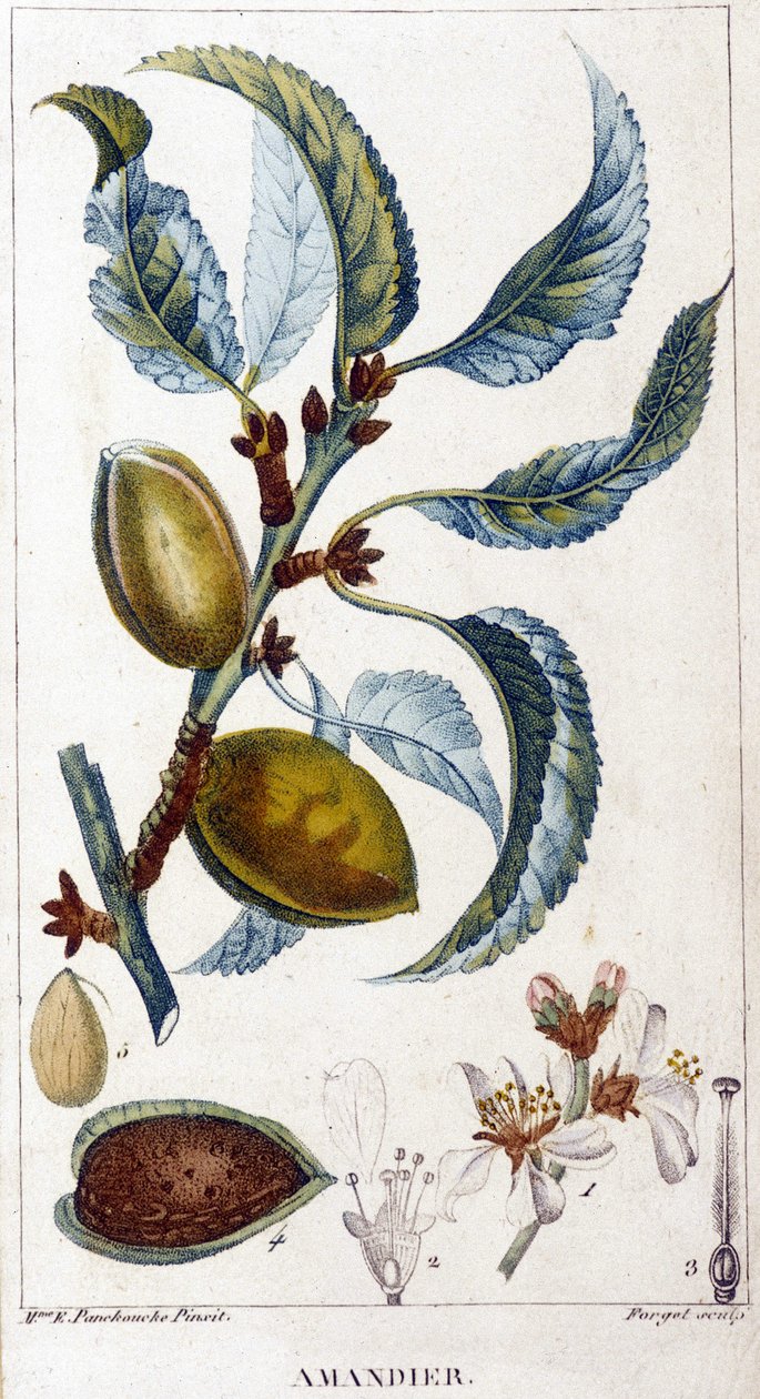 Gren, blomma och frukt av mandelträdet - botanisk tavla av Unknown artist