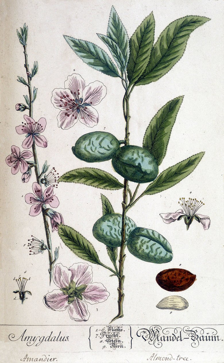 Gren, blomma och frukt av mandelträdet - botanisk tavla av Unknown artist