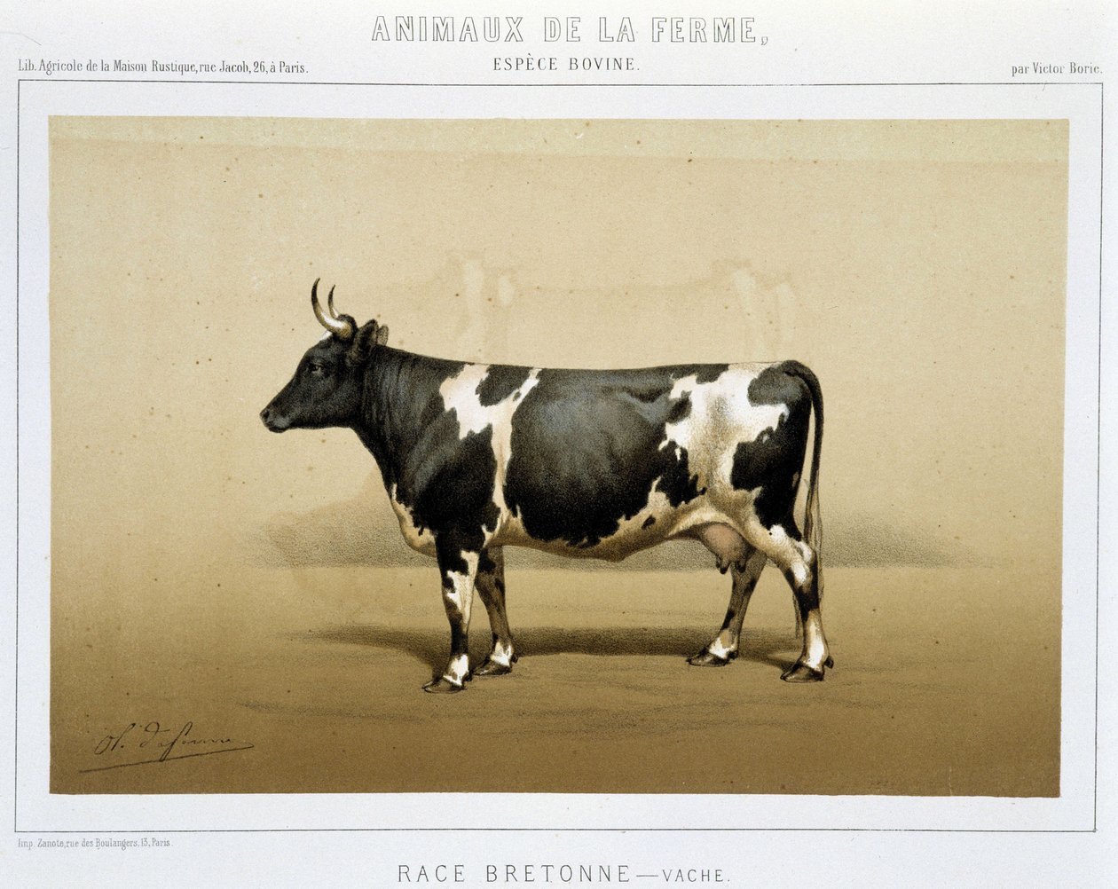 Breton ko av Unknown artist