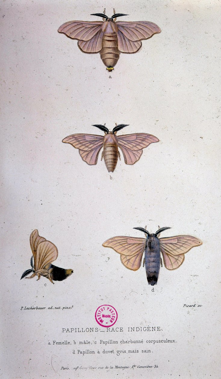 Fjärilar: Silkesmask - Studie av Pasteur av Unknown artist