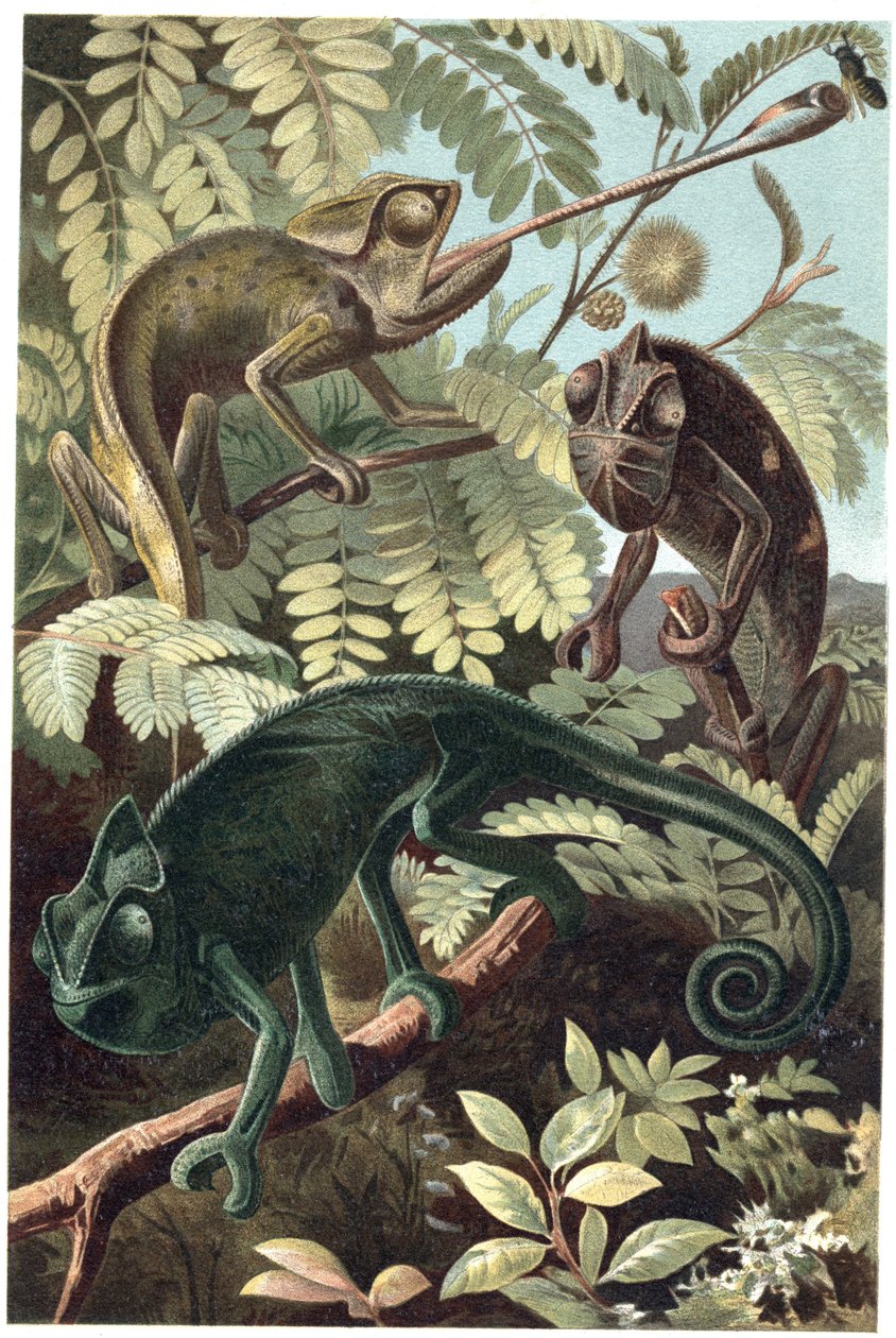 Kameleont - kameleonter eller kameleonter (familjen Chamaeleonidae) - gravyr från "" Brehms djurliv"" av Alfred Edmund Brehm (1829-1884) av Unknown artist