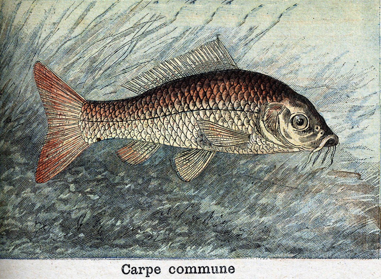 Karp kommunal gravyr från 1898 av Unknown artist