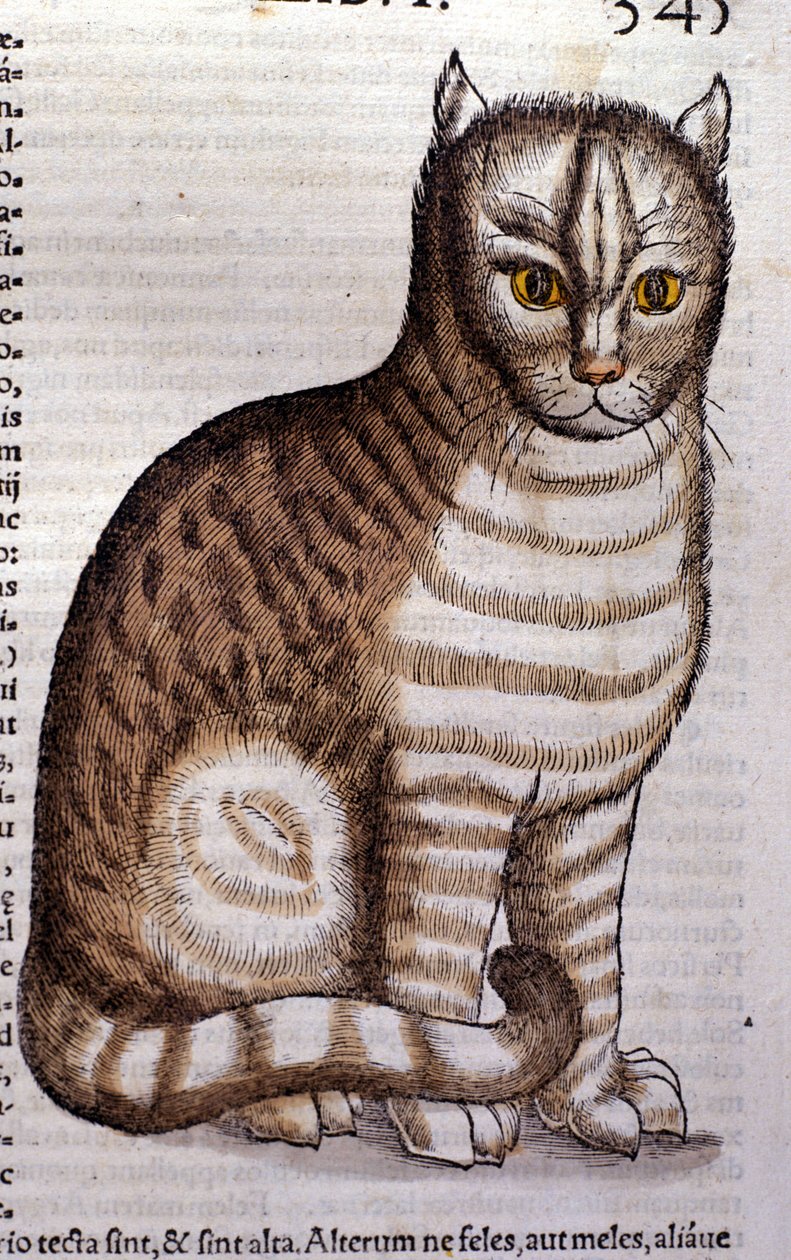 Katt efter Historia Animalium av Conrad Gesner, Tiguri 1560. Biblioteca Nazionale Braidense. Milano av Unknown artist
