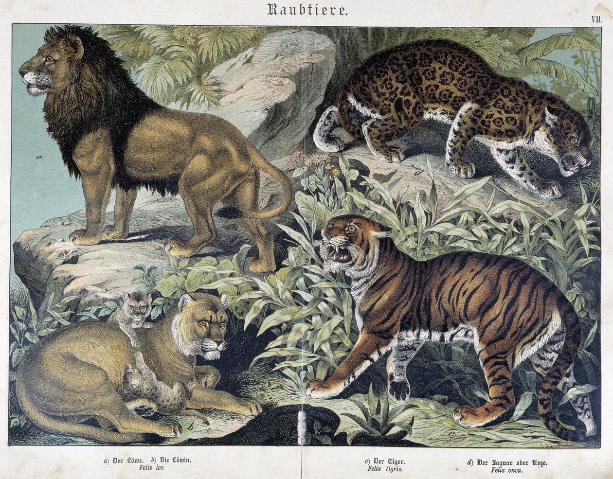Katter: lejon, lejoninna, tiger - i "" Natural history of mammals", red. Schreiber av Unknown artist