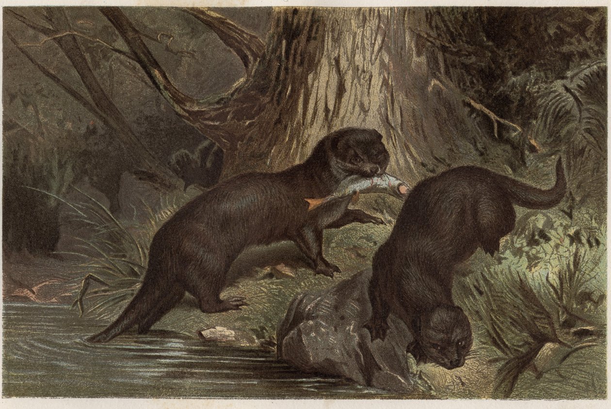 Chilensk utter - Den södra floduttern, Lontra provocax - gravyr från "" Brehms djurliv"" av Alfred Edmund Brehm (1829-1884) av Unknown artist