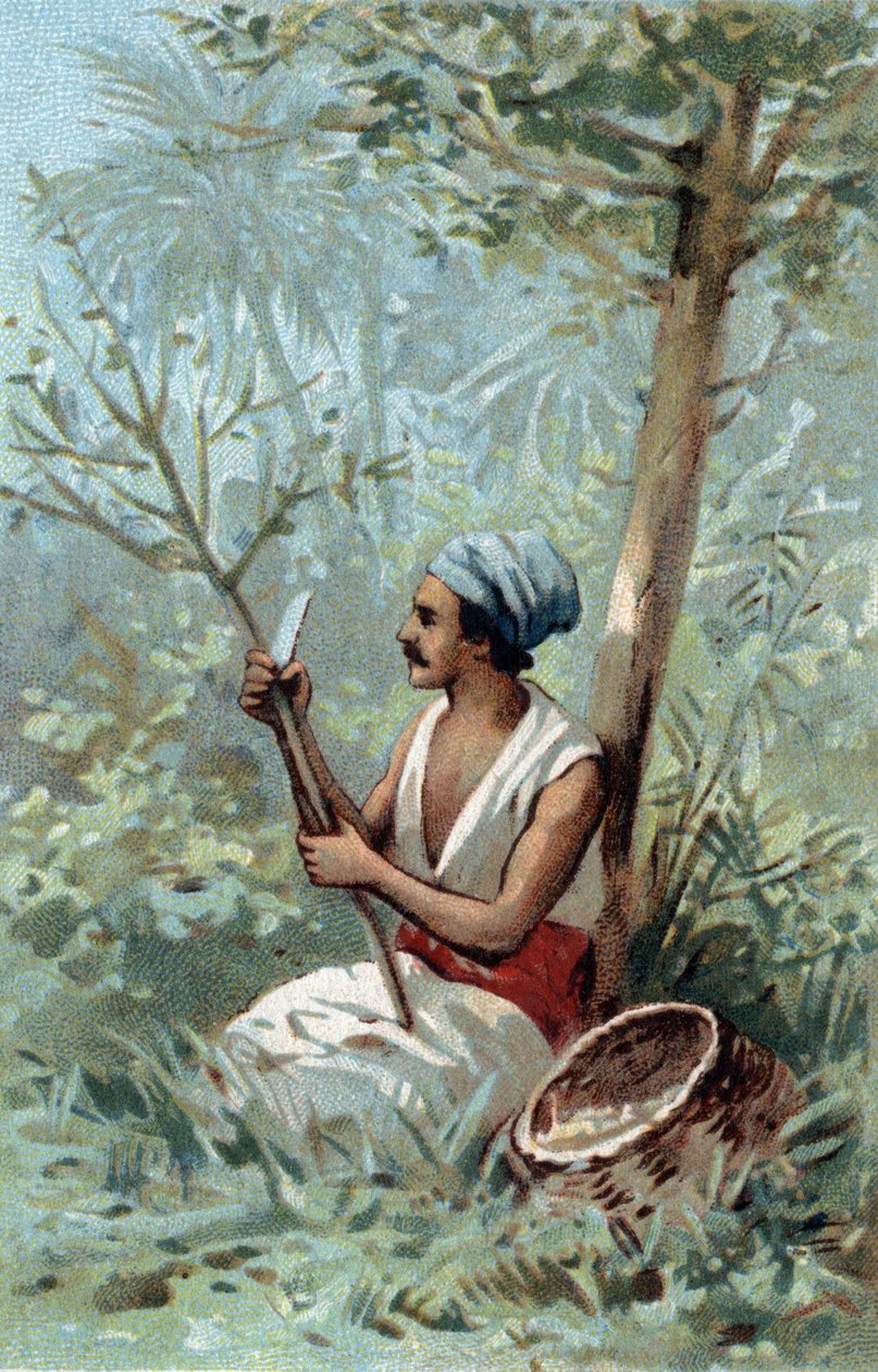 Kanelskal en Ceylon. Kromolitografi i slutet av 1800-talet. av Unknown artist
