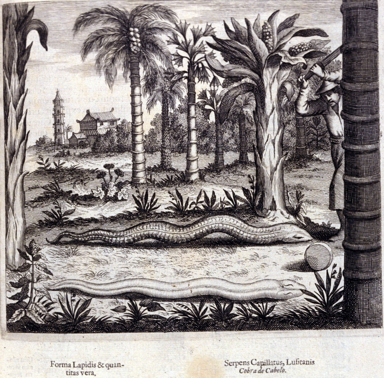 Kobra och giftig orm från Indien. "De China Monumenta" av Athanasius Kircher (1601 - 1680), jesuit, orientalist och tysk forskare, Amsterdam 1667. av Unknown artist