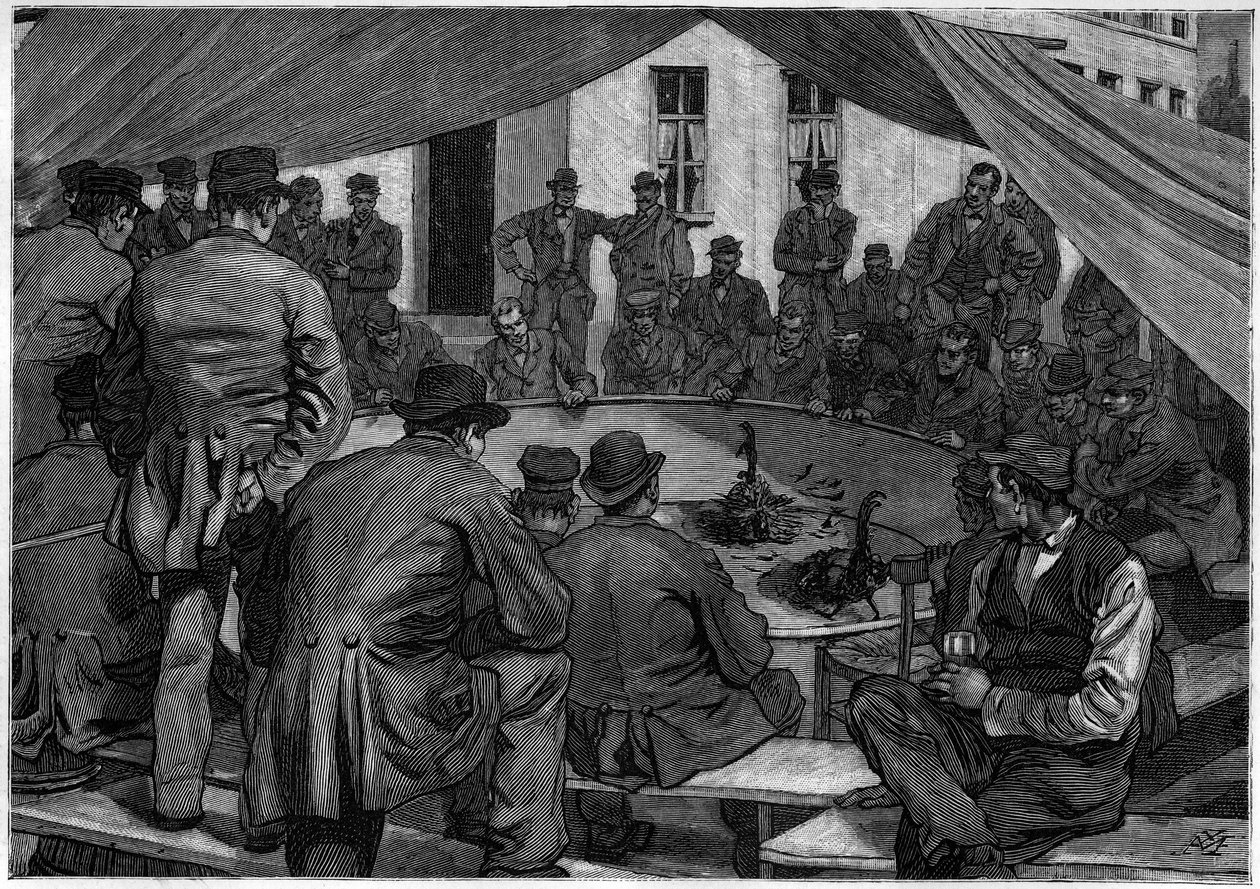 Tuppfäktning i Belgien 1888 i "" le journal de la Jeunesse "" de 1888. av Unknown artist