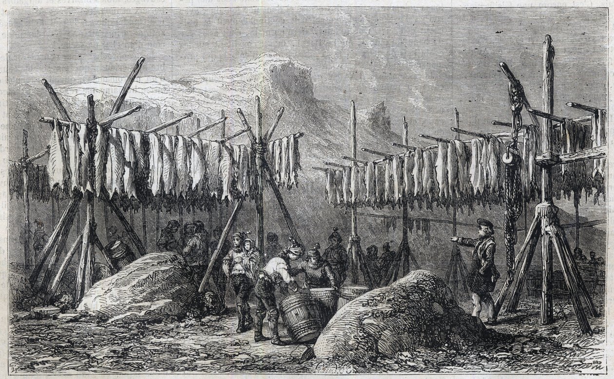 Torsktorkning i Fiskerness på Grönland - Torsktorkning i Fiskerness på Grönland Gravyr från "" The Illustrous Universe"" 1866 av Unknown artist